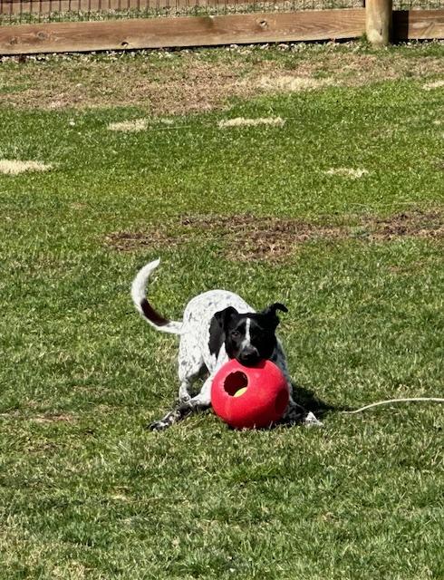Enlarge Reebie, a Adoptable mixed breed in Philadelphia, PA image 2/5