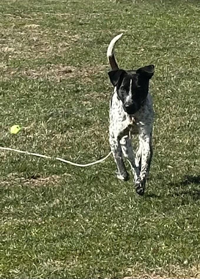 Enlarge Reebie, a Adoptable mixed breed in Philadelphia, PA image 3/5