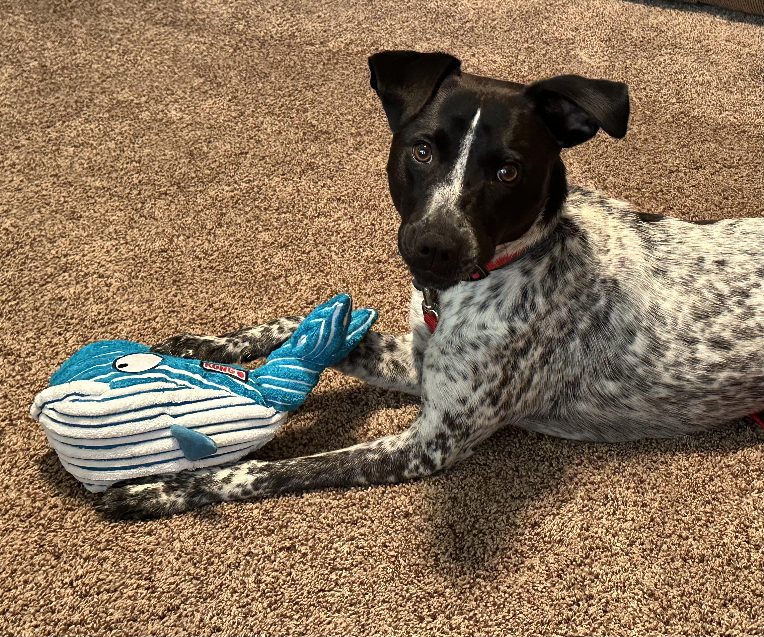 Reebie, a Adoptable mixed breed in Wernersville, PA image 2/6