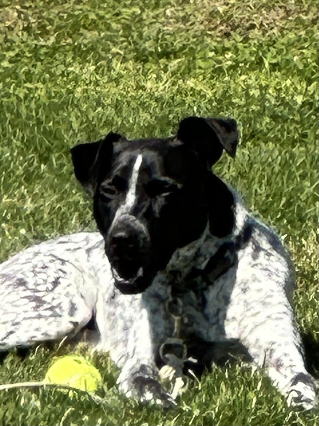 Reebie, a Adoptable mixed breed in Wernersville, PA image 5/6