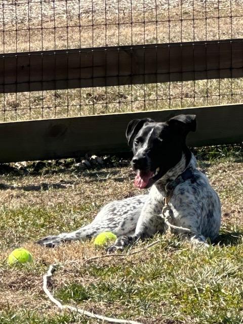 Reebie, Adoptable, Young Female Australian Cattle Dog / Blue Heeler.
