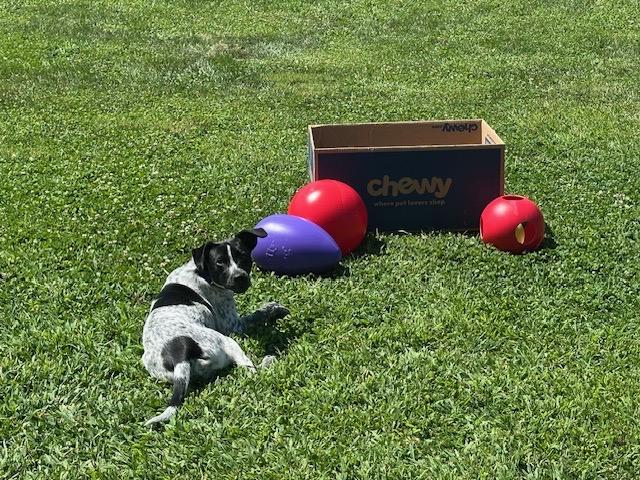 Reebie, a Adoptable mixed breed in Wernersville, PA image 4/6