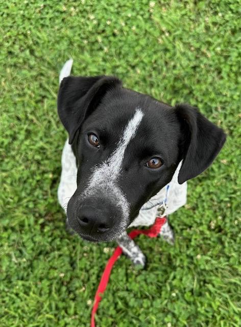 Reebie, a Adoptable mixed breed in Wernersville, PA image 1/6