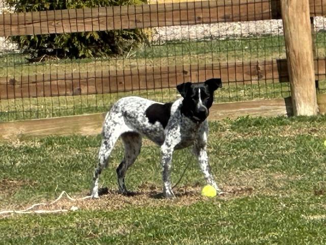 Enlarge Reebie, a Adoptable mixed breed in Philadelphia, PA image 4/5