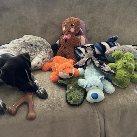 Reebie, a Adoptable mixed breed in Wernersville, PA image 5/6