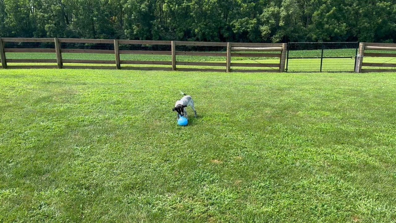 Enlarge Reebie, a Adoptable mixed breed in Wernersville, PA video 6/6