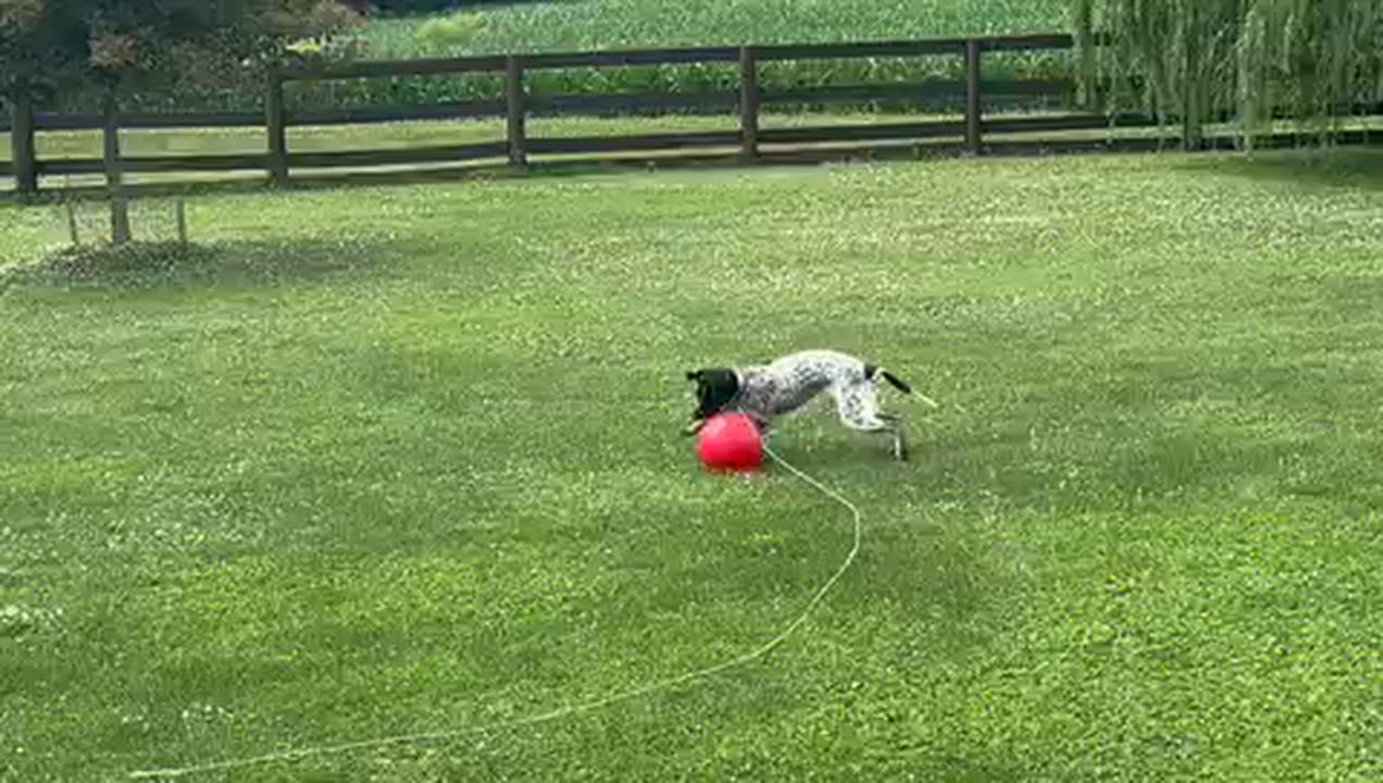 Enlarge Reebie, a Adoptable mixed breed in Wernersville, PA video 1/6