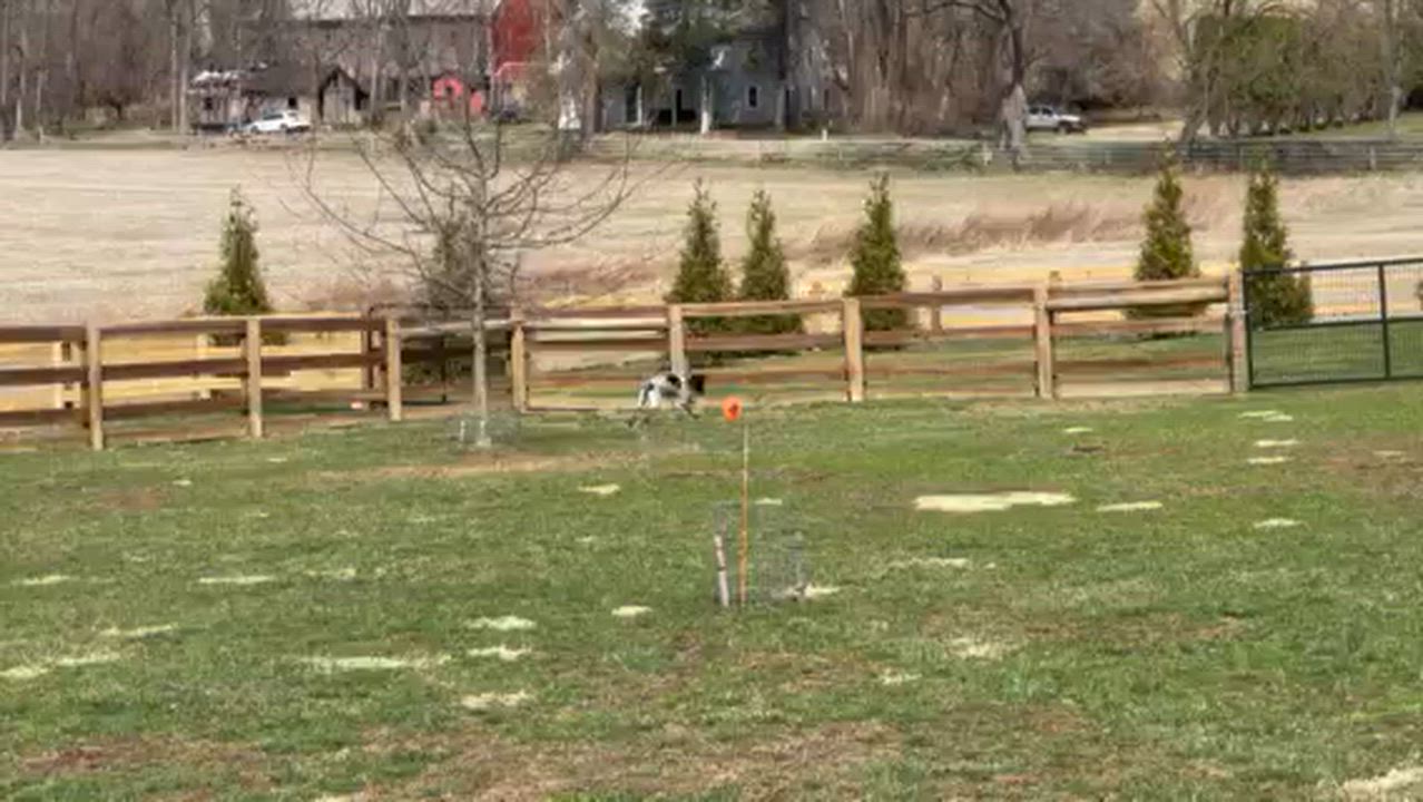 Enlarge Reebie, a Adoptable mixed breed in Philadelphia, PA video 5/5