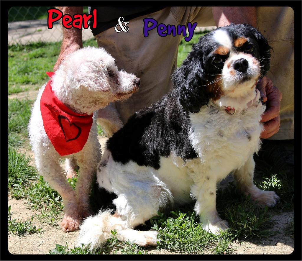 Enlarge Penny and Pearl, a ADOPTABLE Cavalier King Charles Spaniel in Shippenville, PA image 3/6