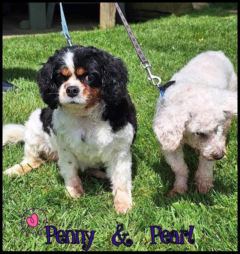 Enlarge Penny and Pearl, a ADOPTABLE Cavalier King Charles Spaniel in Shippenville, PA image 2/6
