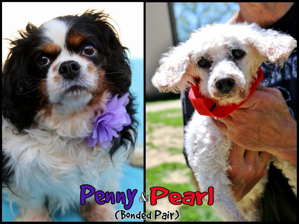Penny and Pearl, ADOPTABLE, Adult Female Cavalier King Charles Spaniel.