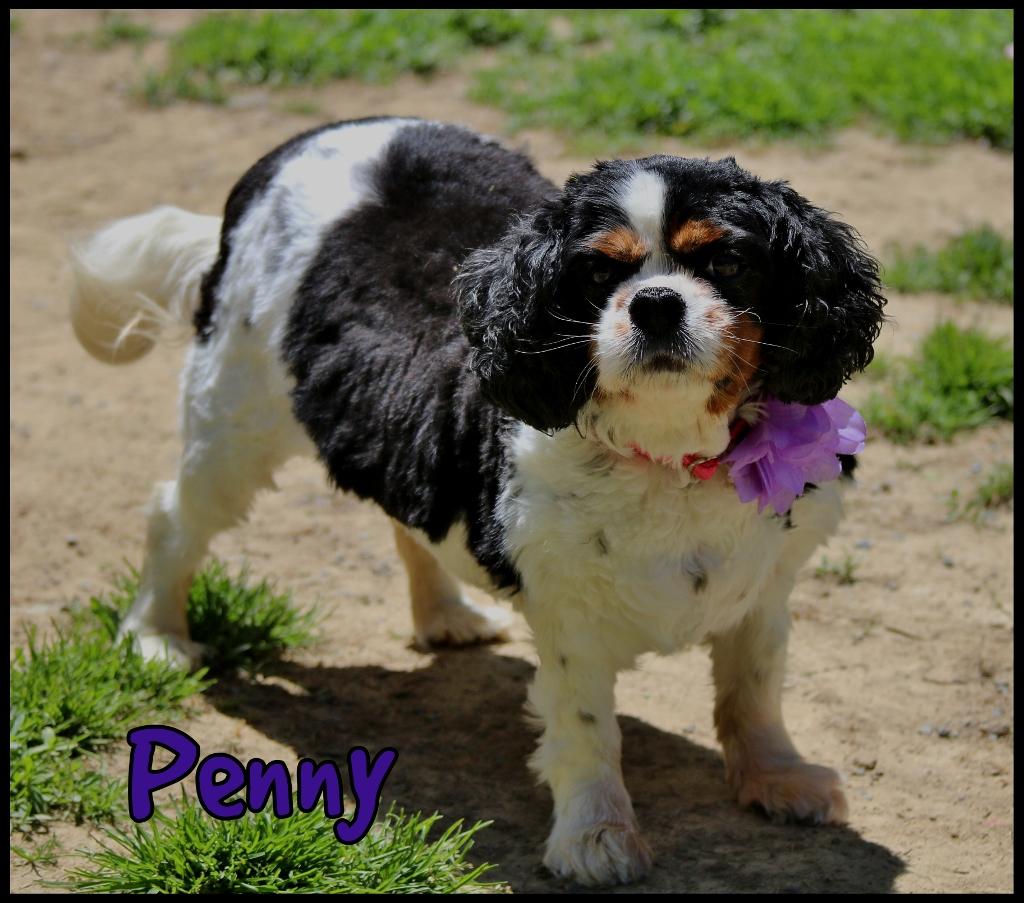 Enlarge Penny and Pearl, a ADOPTABLE Cavalier King Charles Spaniel in Shippenville, PA image 4/6