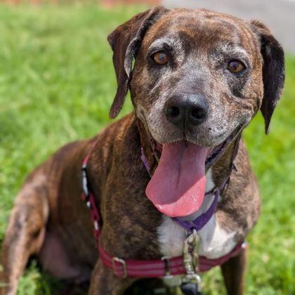 Enlarge Abraham, a Adoptable mixed breed in Richmond, VA image 1/3