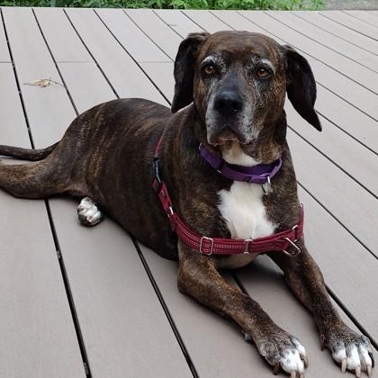Enlarge Abraham, a Adoptable mixed breed in Richmond, VA image 2/3