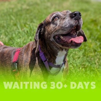 Enlarge Abraham, a Adoptable mixed breed in Richmond, VA image 3/3