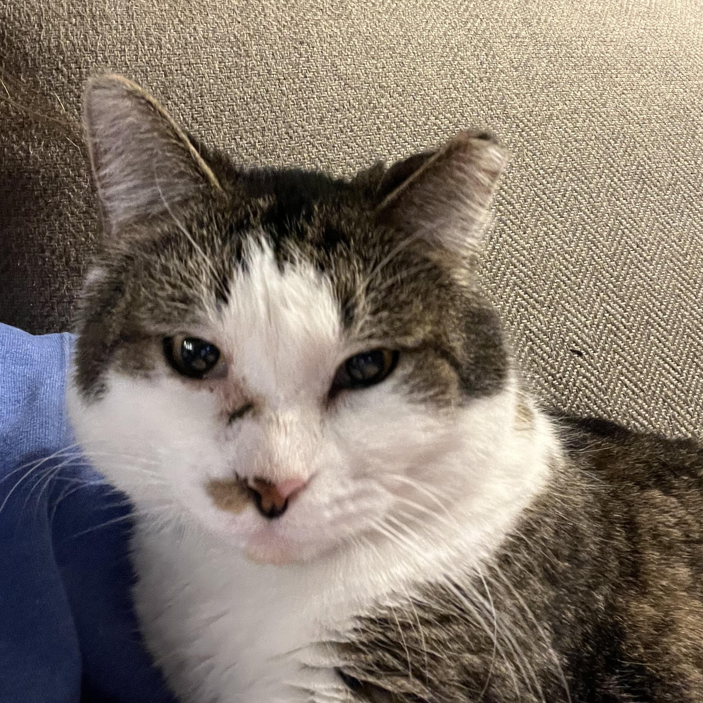 Disney - FIV+, a Adoptable Domestic Short Hair in Frankfort, IL image 2/6