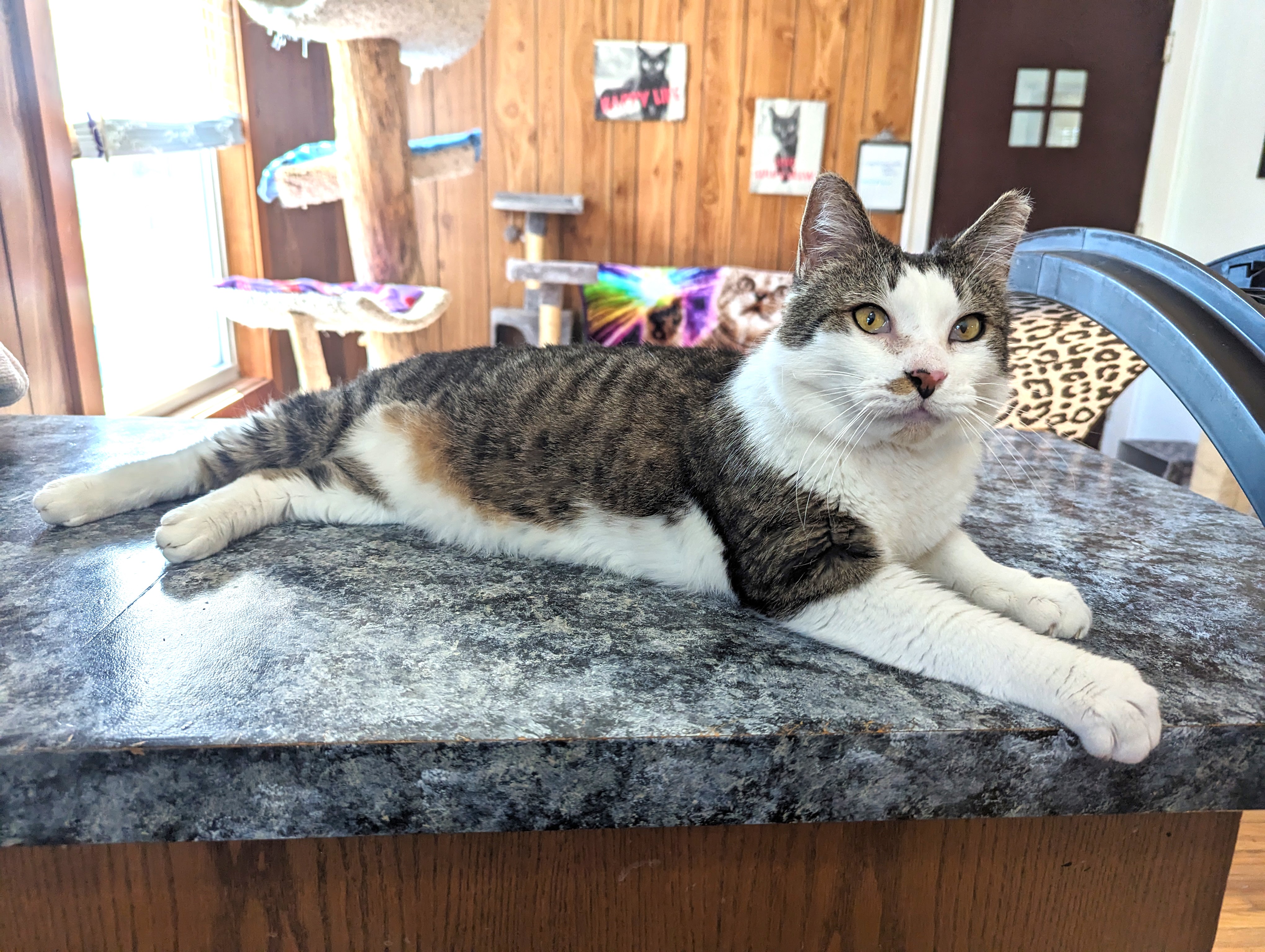 Disney - FIV+, a Adoptable Domestic Short Hair in Frankfort, IL image 3/6