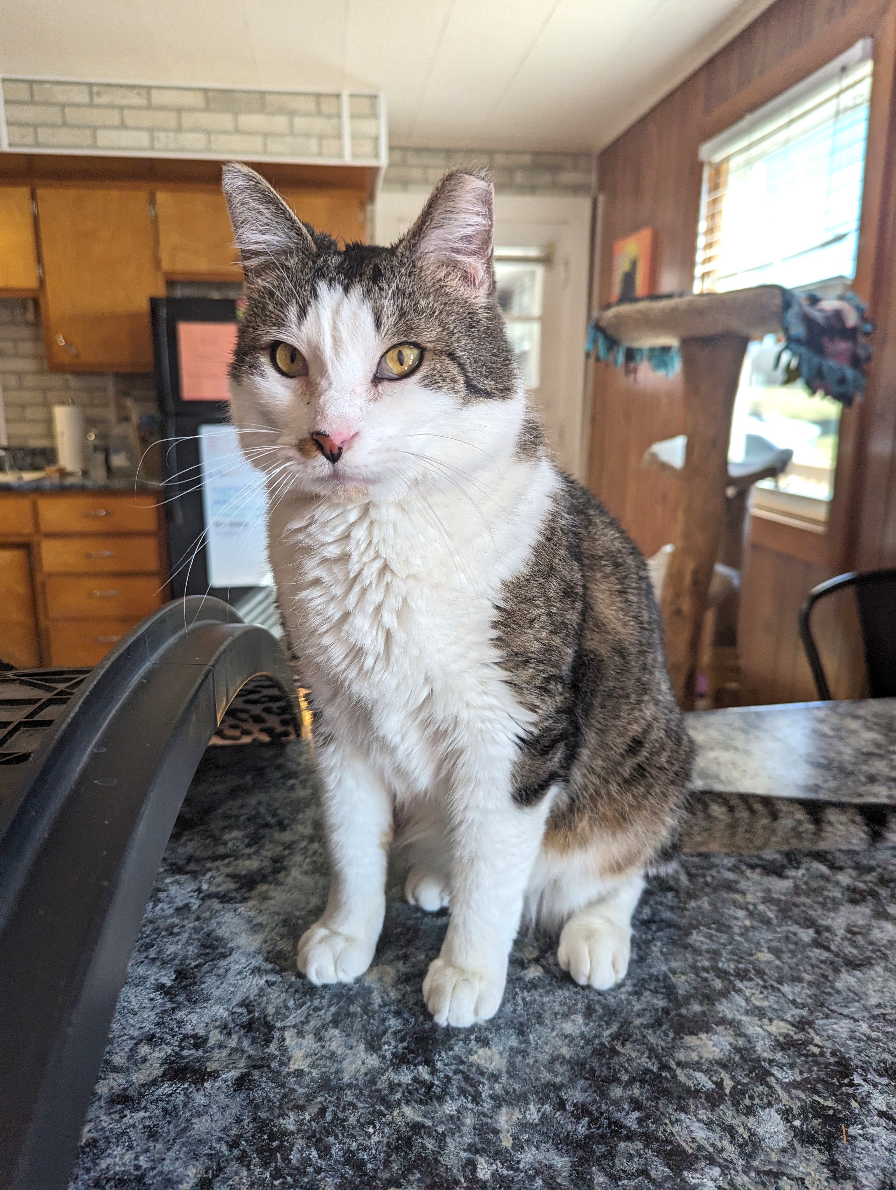 Disney - FIV+, a Adoptable Domestic Short Hair in Frankfort, IL image 4/6