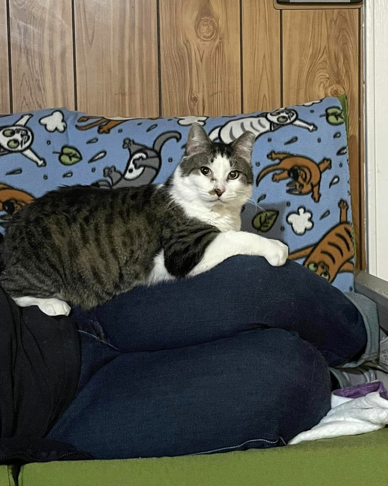 Disney - FIV+, a Adoptable Domestic Short Hair in Frankfort, IL image 5/6