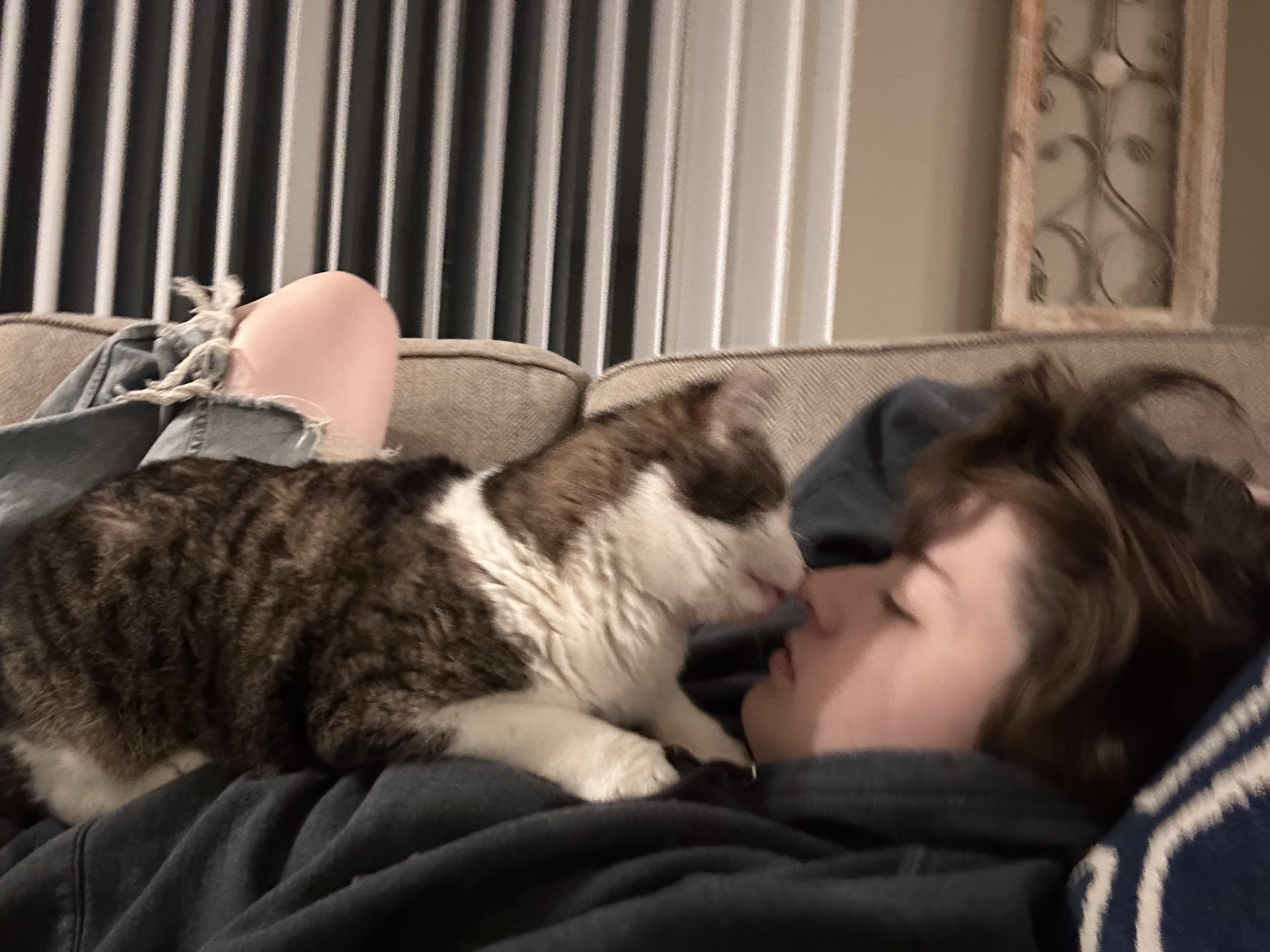 Disney - FIV+, a Adoptable Domestic Short Hair in Frankfort, IL image 1/6