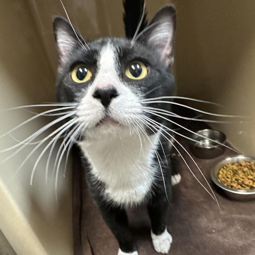 Daryl, Adoptable, Adult Male Domestic Short Hair.