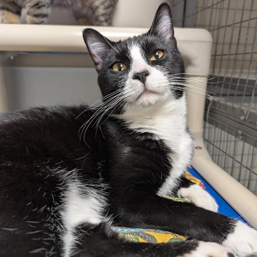 Enlarge Daryl, a Adoptable Domestic Short Hair in Blue Ridge, GA image 2/2