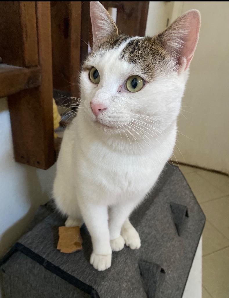 Crème Brûlée, Adoptable, Young Male Domestic Short Hair.