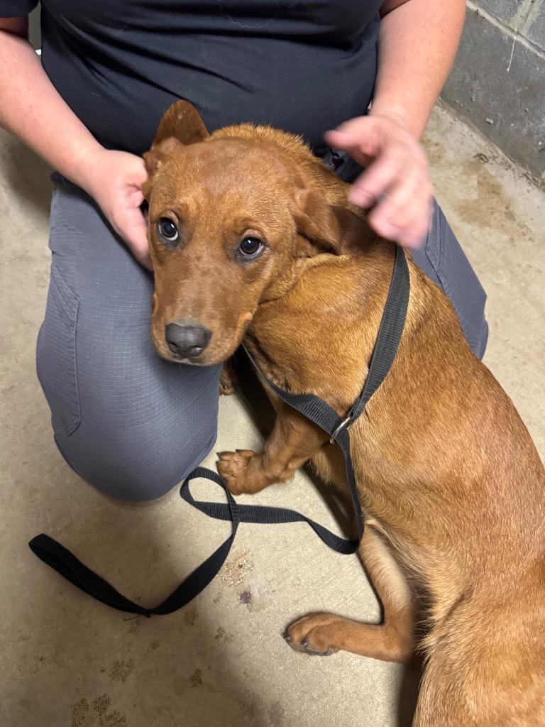 Babe 2, Adoptable, Young Female Mixed Breed.