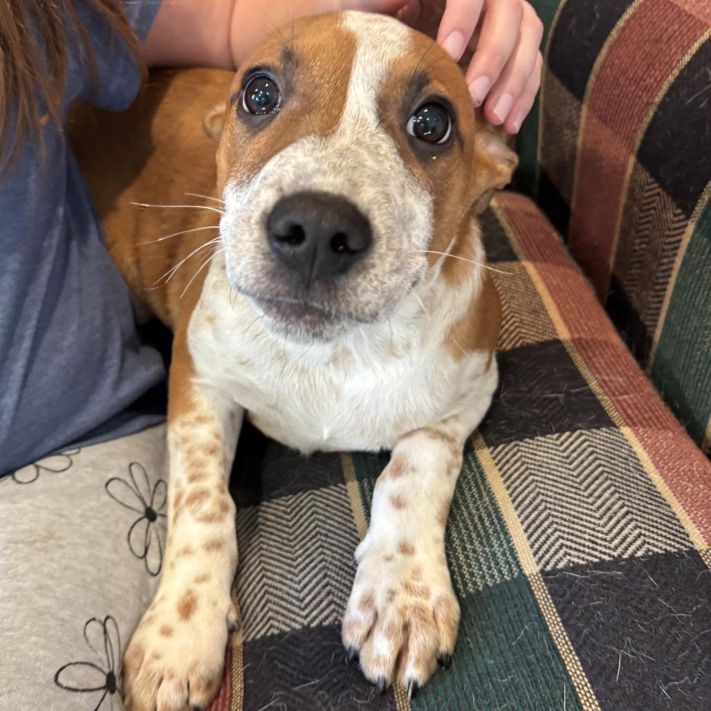 Marv, Adoptable, Puppy Male Carolina Dog & Mixed Breed.