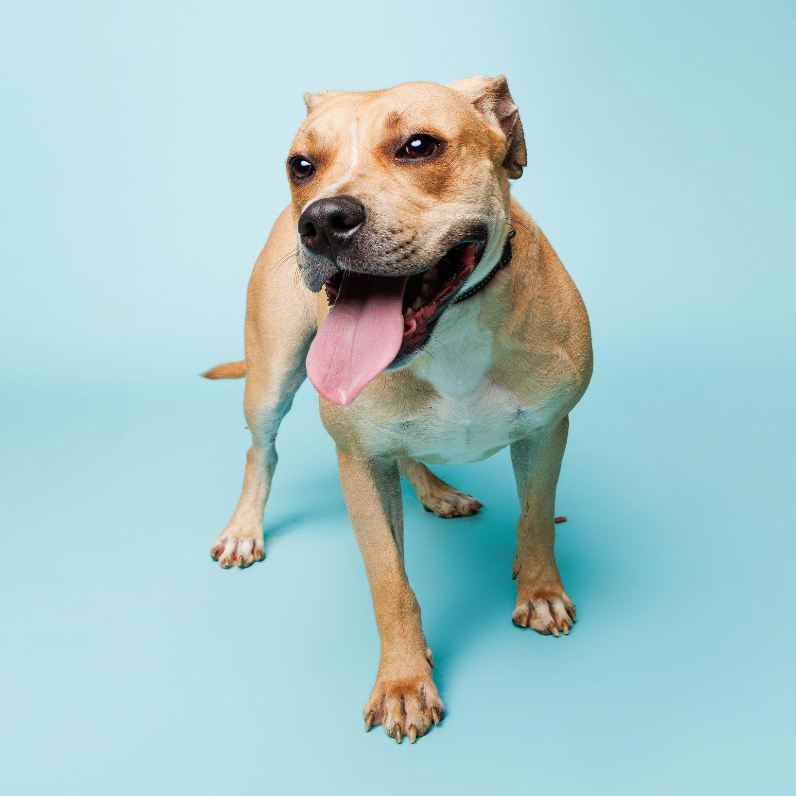 Johnny, Adoptable, Adult Male Pit Bull Terrier.