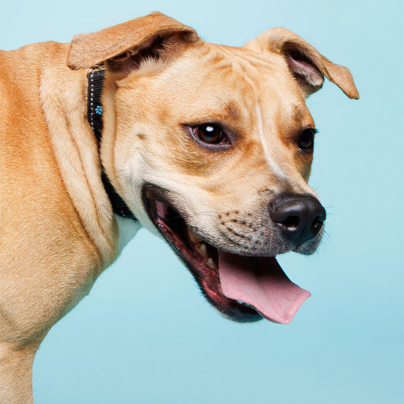 Enlarge Johnny, a Adoptable mixed breed in Waterloo, IA image 3/6