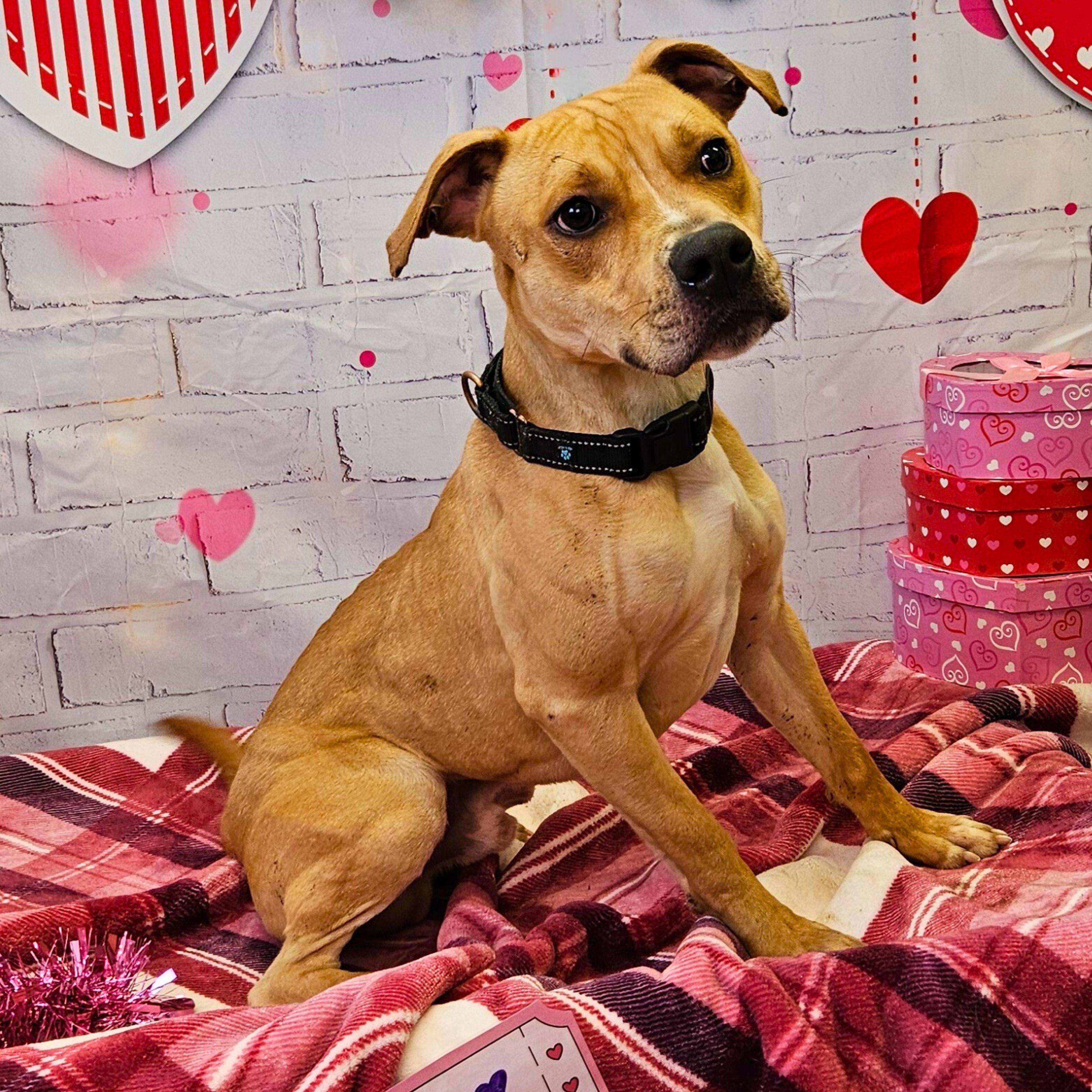 Enlarge Johnny, a Adoptable Pit Bull Terrier in Waterloo, IA image 2/4