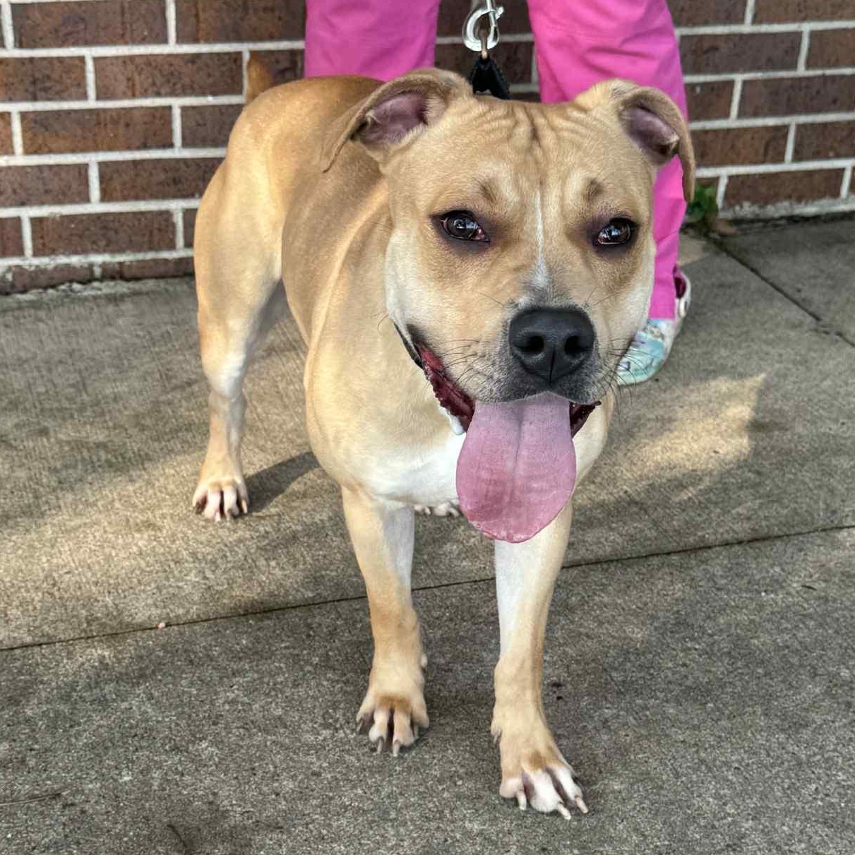 Enlarge Johnny, a Adoptable Pit Bull Terrier in Waterloo, IA image 4/4