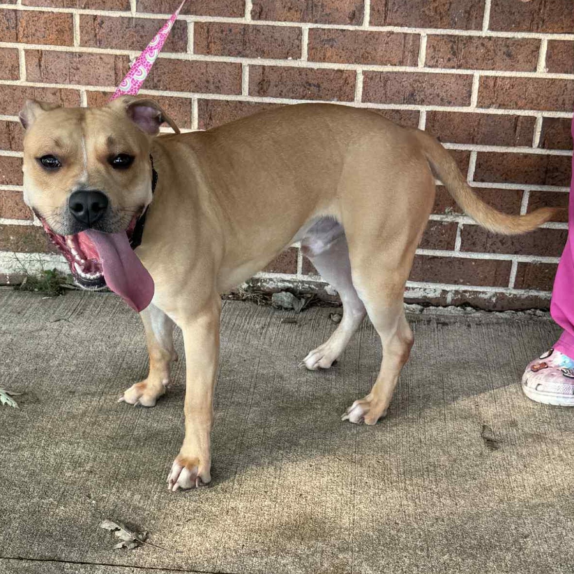 Enlarge Johnny, a Adoptable Pit Bull Terrier in Waterloo, IA image 3/4