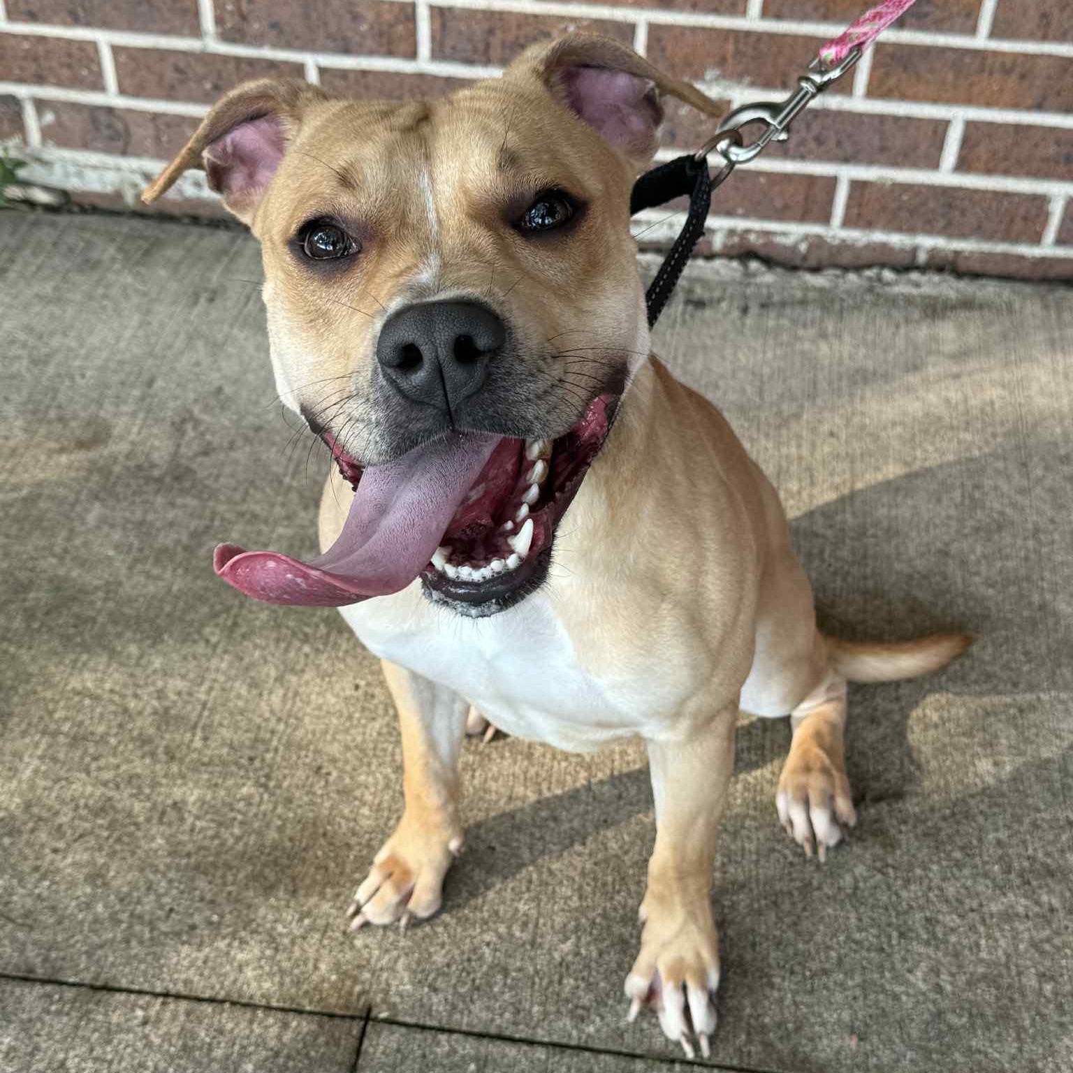 Enlarge Johnny, a Adoptable Pit Bull Terrier in Waterloo, IA image 1/4