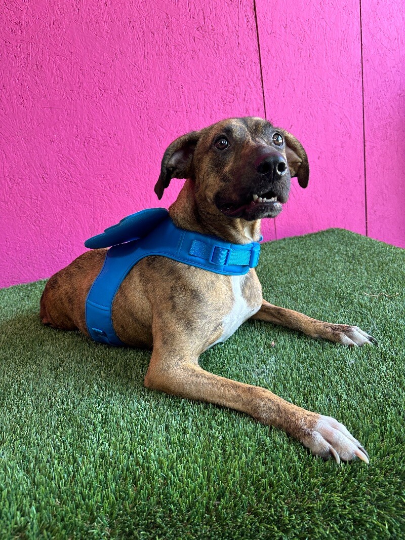 Enlarge Súper Max, a Adoptable mixed breed in Phoenix, AZ image 2/6