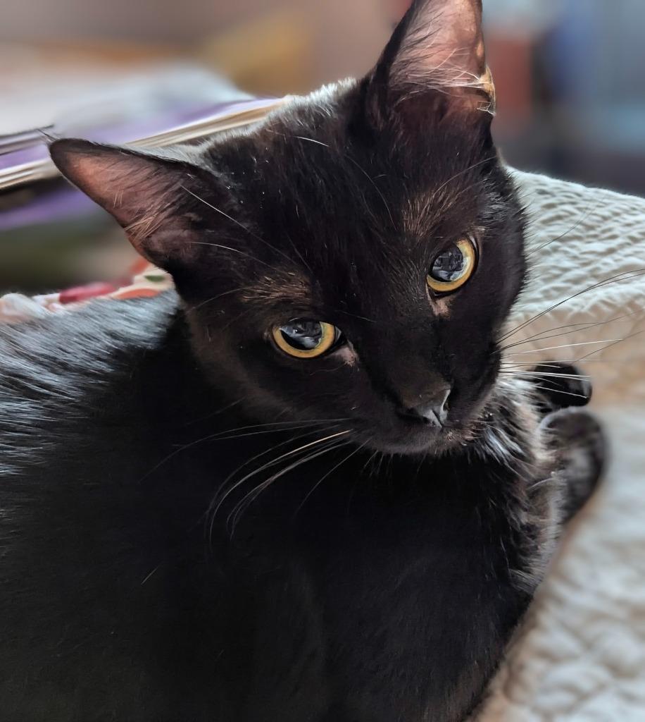 Enlarge Elvis, a Adoptable mixed breed in Olathe, KS image 2/5