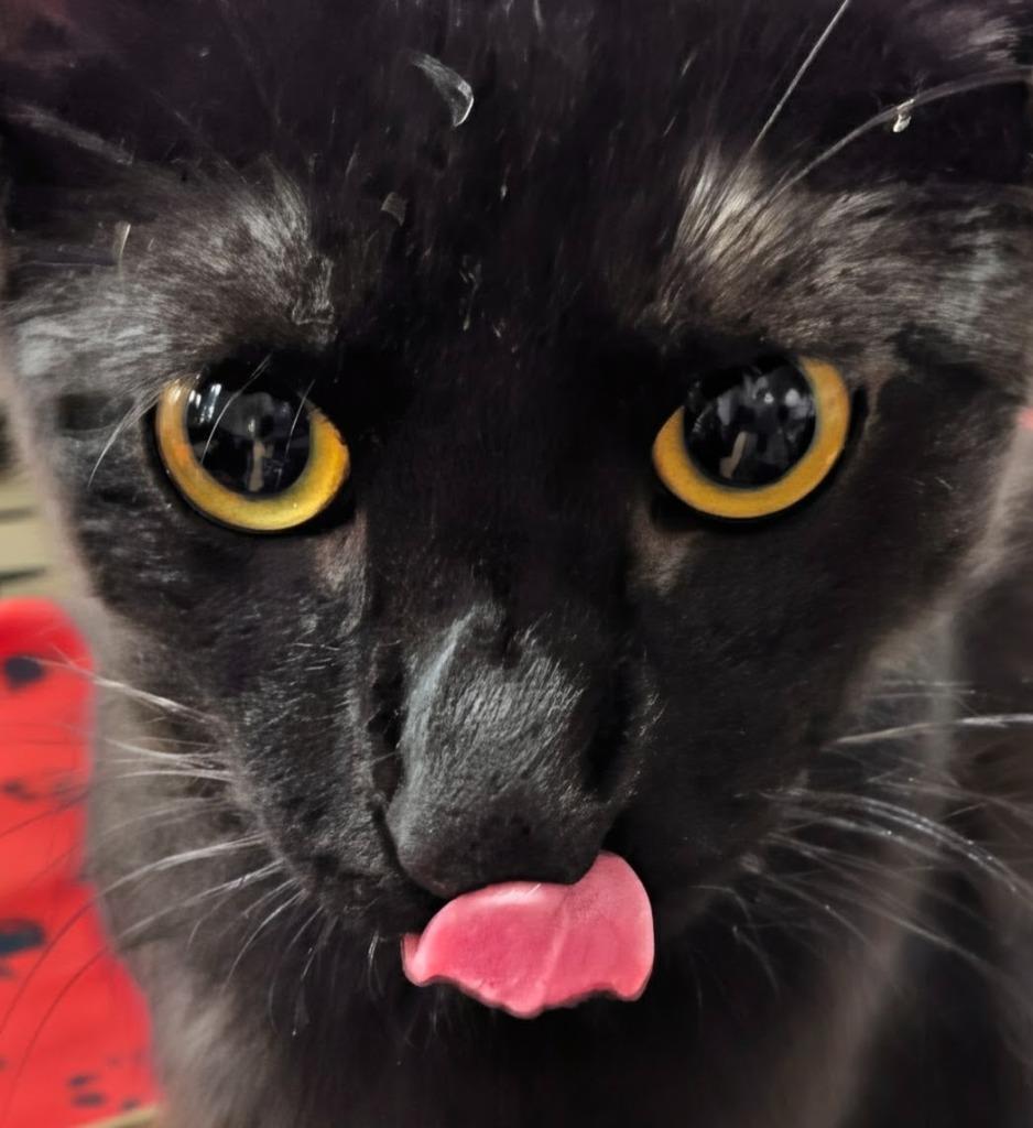 Enlarge Elvis, a Adoptable mixed breed in Olathe, KS image 3/5