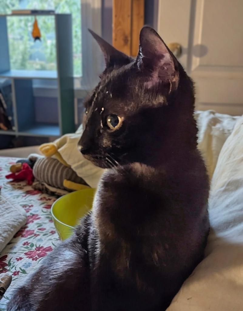 Enlarge Elvis, a Adoptable mixed breed in Olathe, KS image 4/5