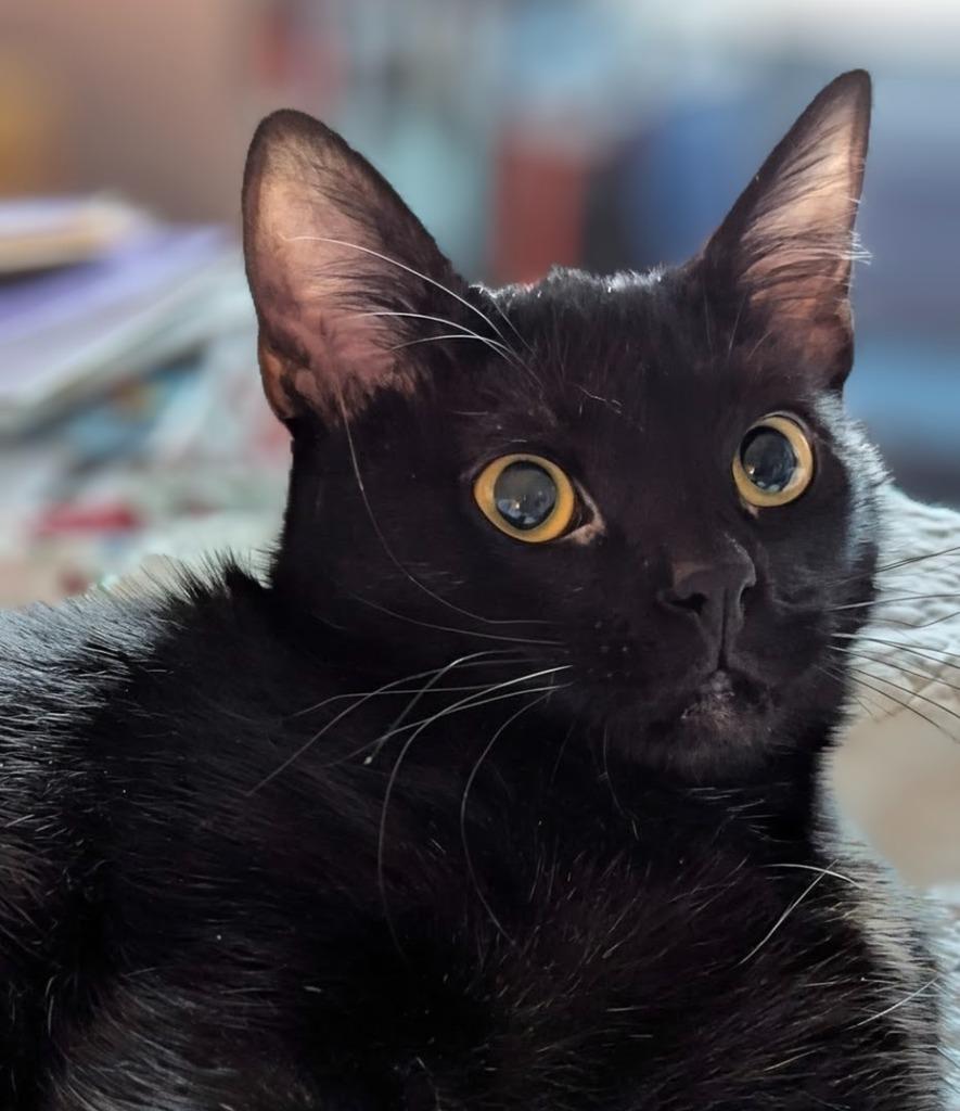 Enlarge Elvis, a Adoptable mixed breed in Olathe, KS image 5/5