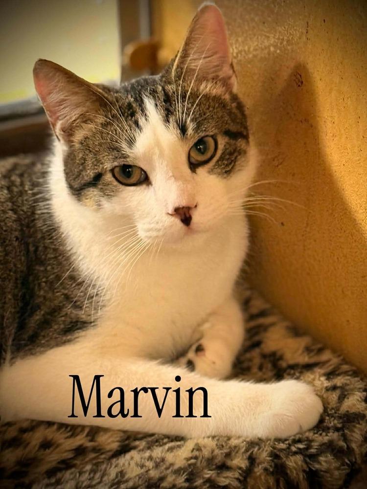 Marvin, Adoptable, Kitten Male Domestic Short Hair.