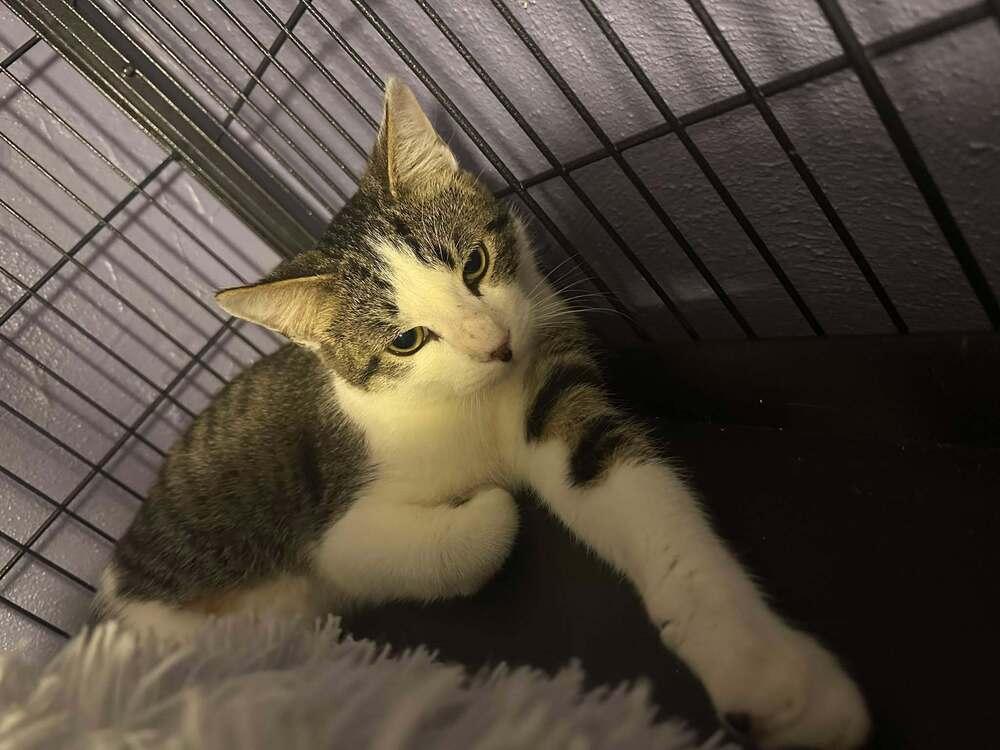 Enlarge Marvin, a Adoptable Domestic Short Hair in Virginia Beach, VA image 2/3