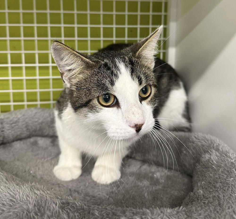 Enlarge Marvin, a Adoptable Domestic Short Hair in Virginia Beach, VA image 3/3