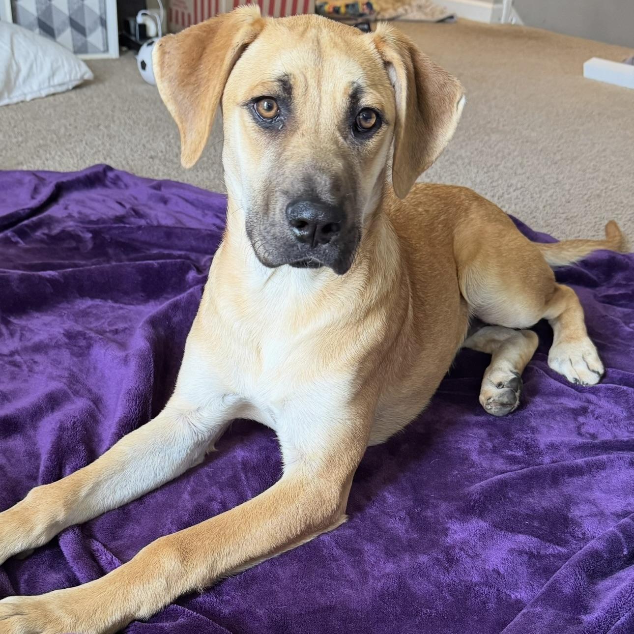 Lotus, Baby Female Hound