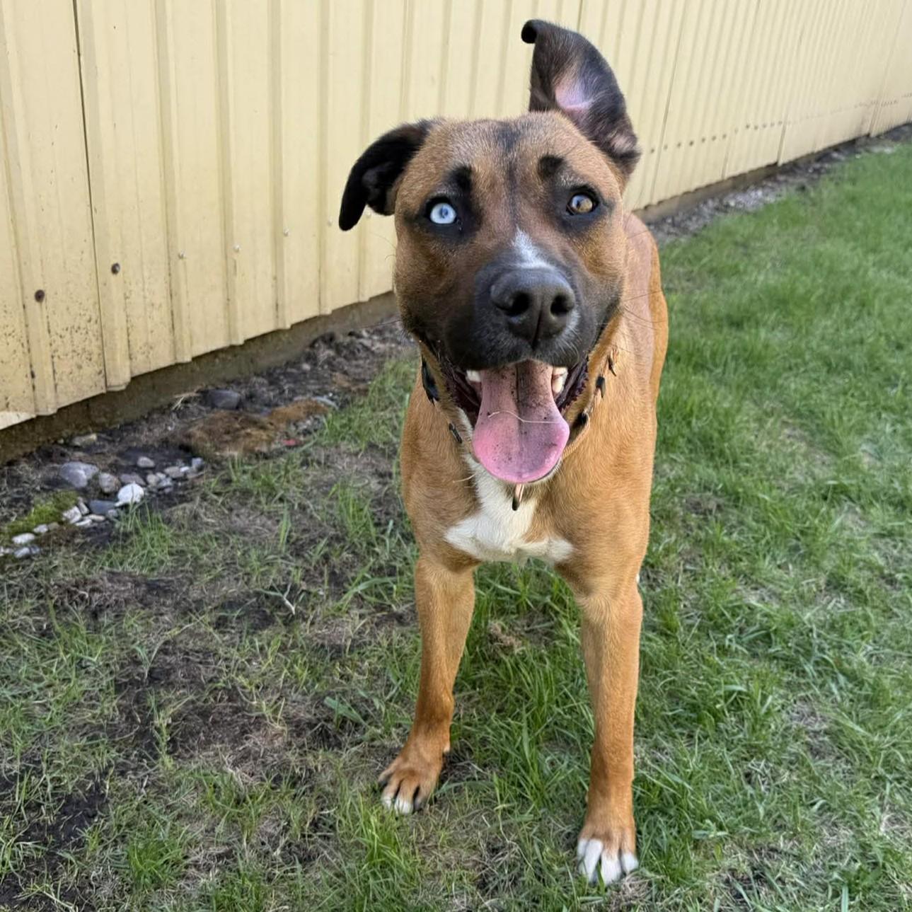 Enlarge Kelso, a Adopted mixed breed in Grand Forks, ND image 1/2