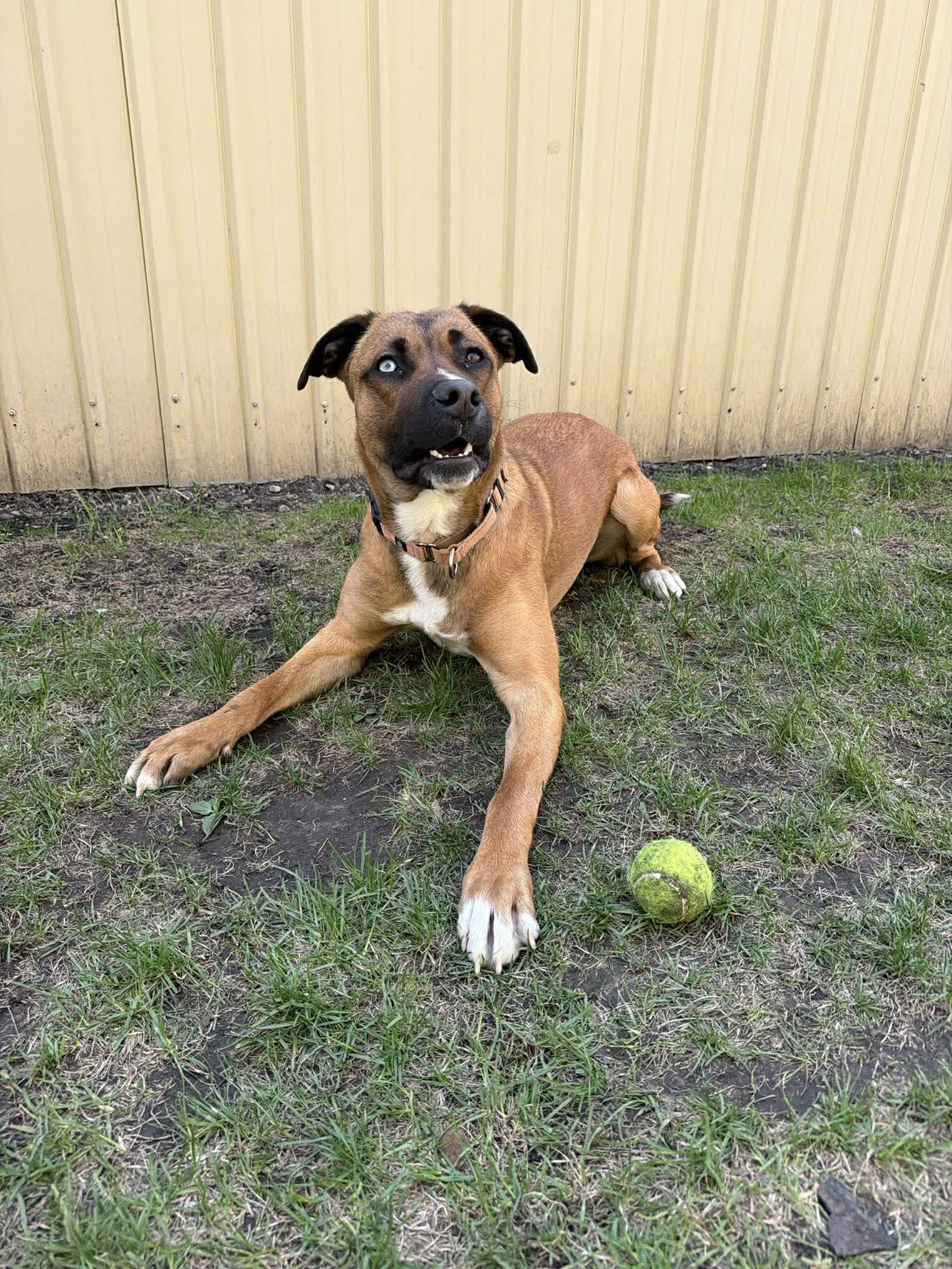 Enlarge Kelso, a Adopted mixed breed in Grand Forks, ND image 2/2