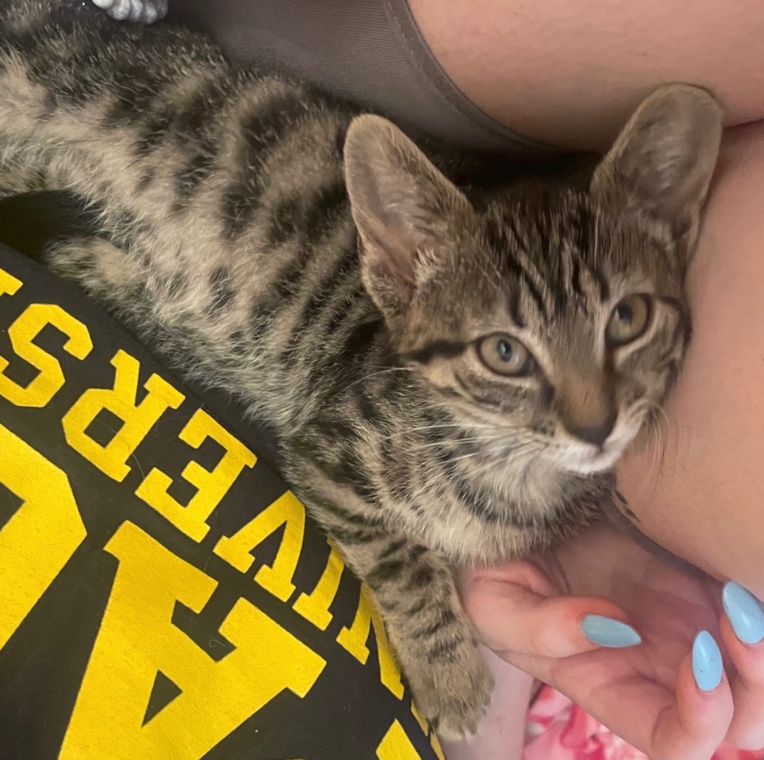 Enlarge Cherry, a Adoptable Domestic Short Hair in Cranford, NJ image 11/15