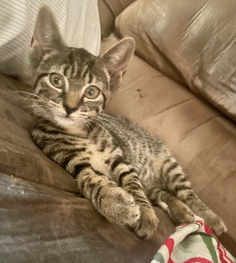 Enlarge Cherry, a Adoptable Domestic Short Hair in Cranford, NJ image 12/15