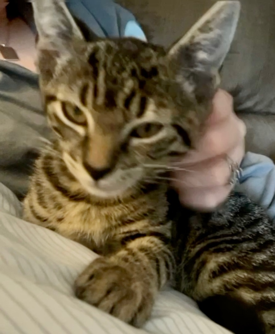 Enlarge Cherry, a Adoptable Domestic Short Hair in Cranford, NJ image 13/15