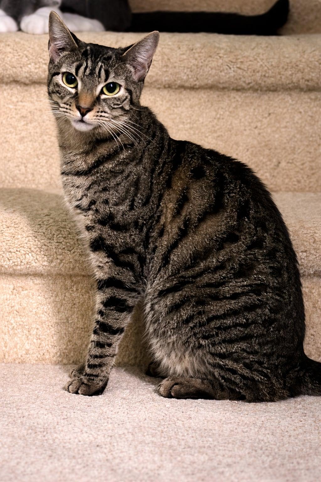 Enlarge Cherry, a Adoptable Domestic Short Hair in Cranford, NJ image 6/6